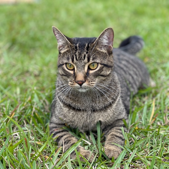 This is Nugget! - Picture 3 of 9